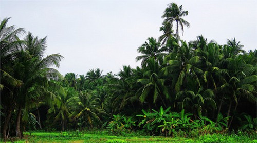 西红柿酸菜炒猪血的做法（西红柿炒猪血的做法大全家常）